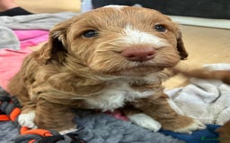 Cockapoo dogs for sale: Adorable F1 cockapoos for sale  - Image 15