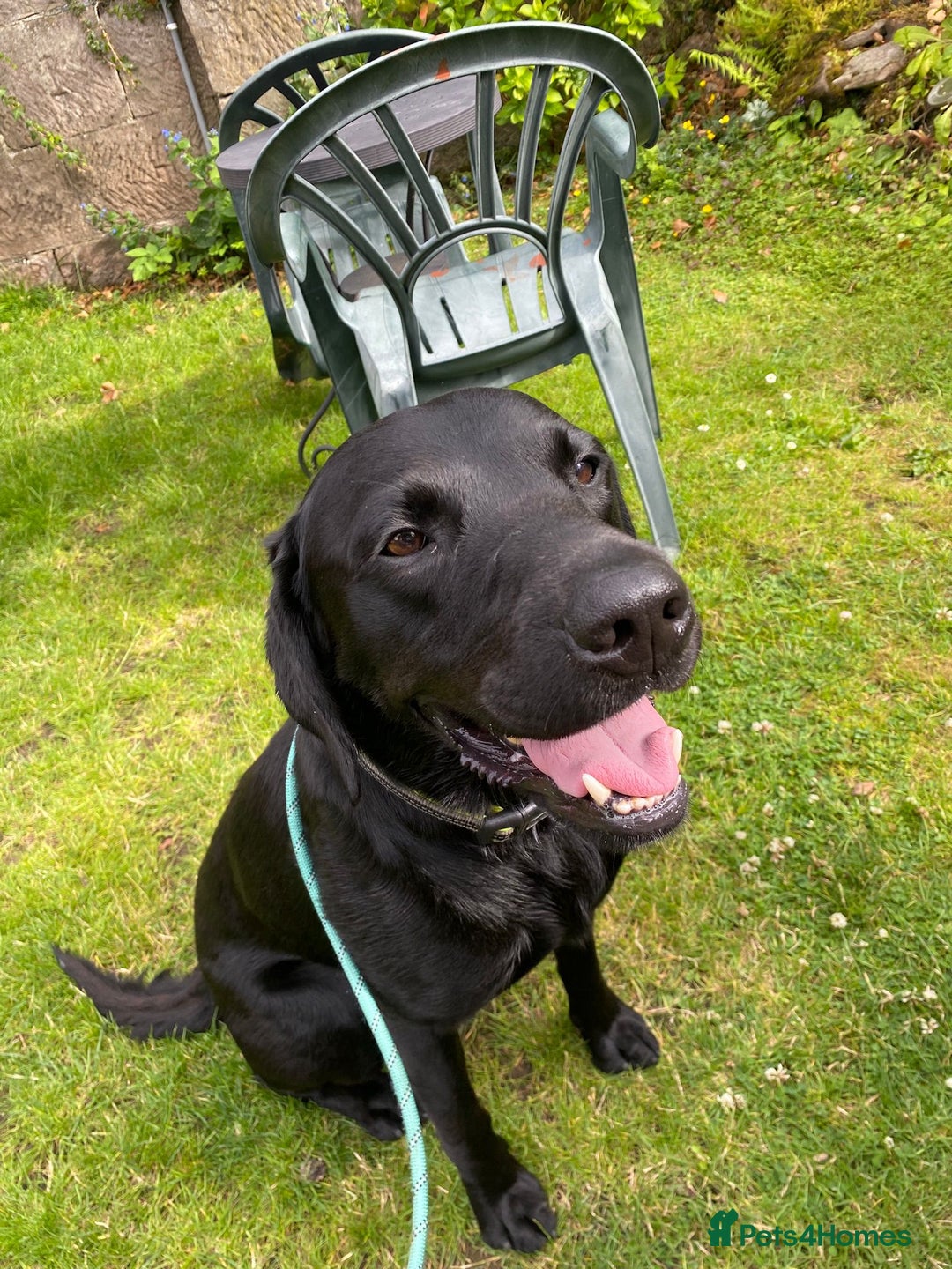 Labrador Retriever dogs for stud: Proven KC Labrador Stud in Stoke-on-Trent - Image 25