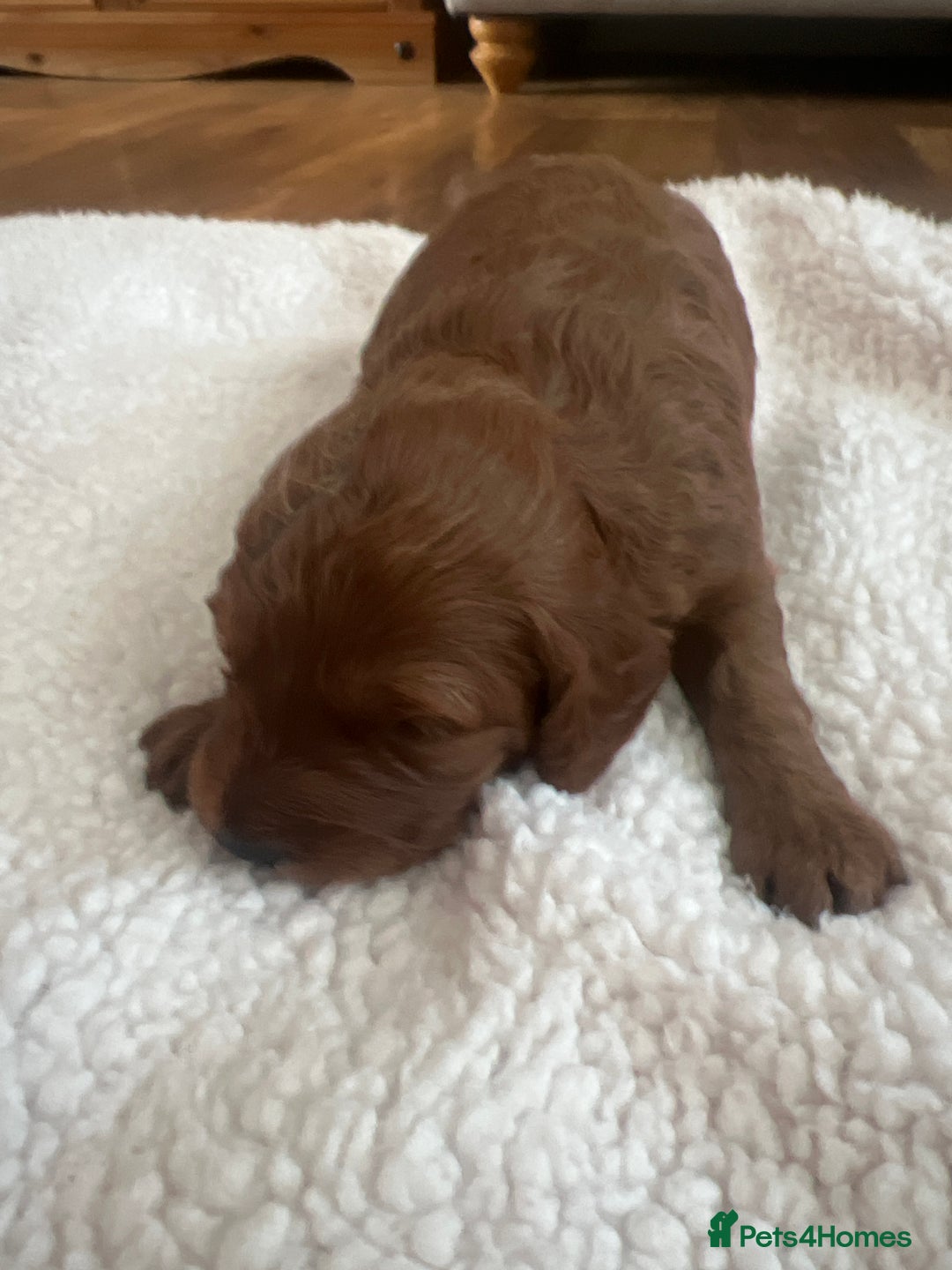 Cockapoo dogs for sale: Cookapoo - Advert 3