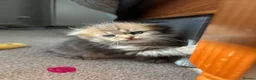 Scottish Fold cats for sale: M&Ms for sale  - Advert 4