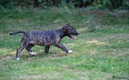 Mixed Breed dogs for sale: Wheatenbull Puppies English Bullterrier x Wheaten  in Egham - Image 5