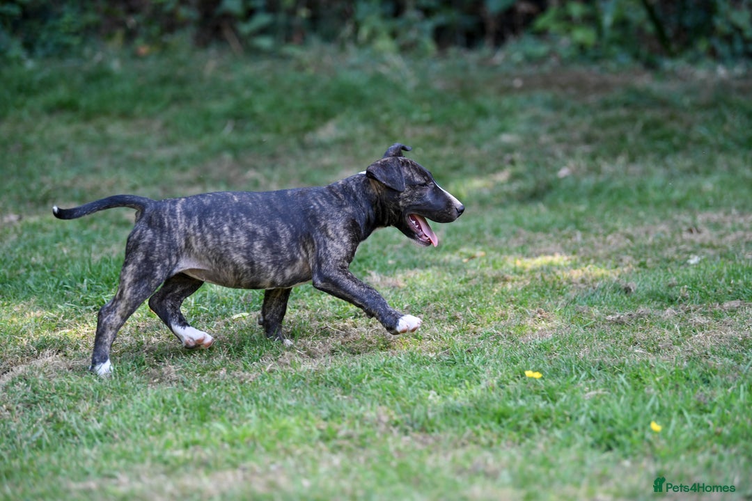 Mixed Breed dogs for sale: Wheatenbull Puppies English Bullterrier x Wheaten  in Egham - Image 5