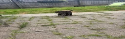 Sprocker dogs for sale: Gorgous sprocker puppies  - Advert 5
