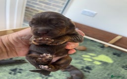 Cocker Spaniel dogs for sale:  KC Registered Working Cocker Spaniel Puppies - Image 35