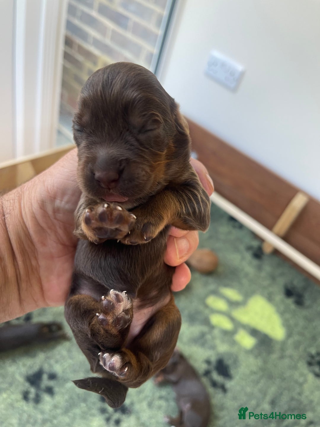 Cocker Spaniel dogs for sale:  KC Registered Working Cocker Spaniel Puppies - Image 35