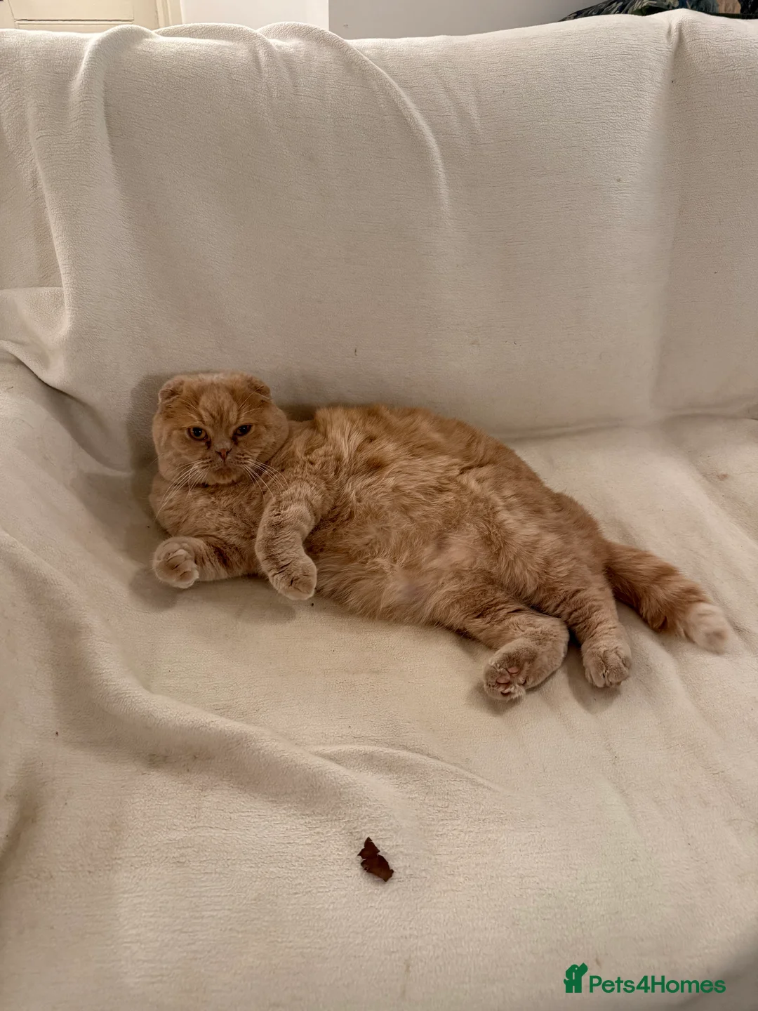 Scottish Fold cats for sale: Two gorgeous cats  - Advert 2