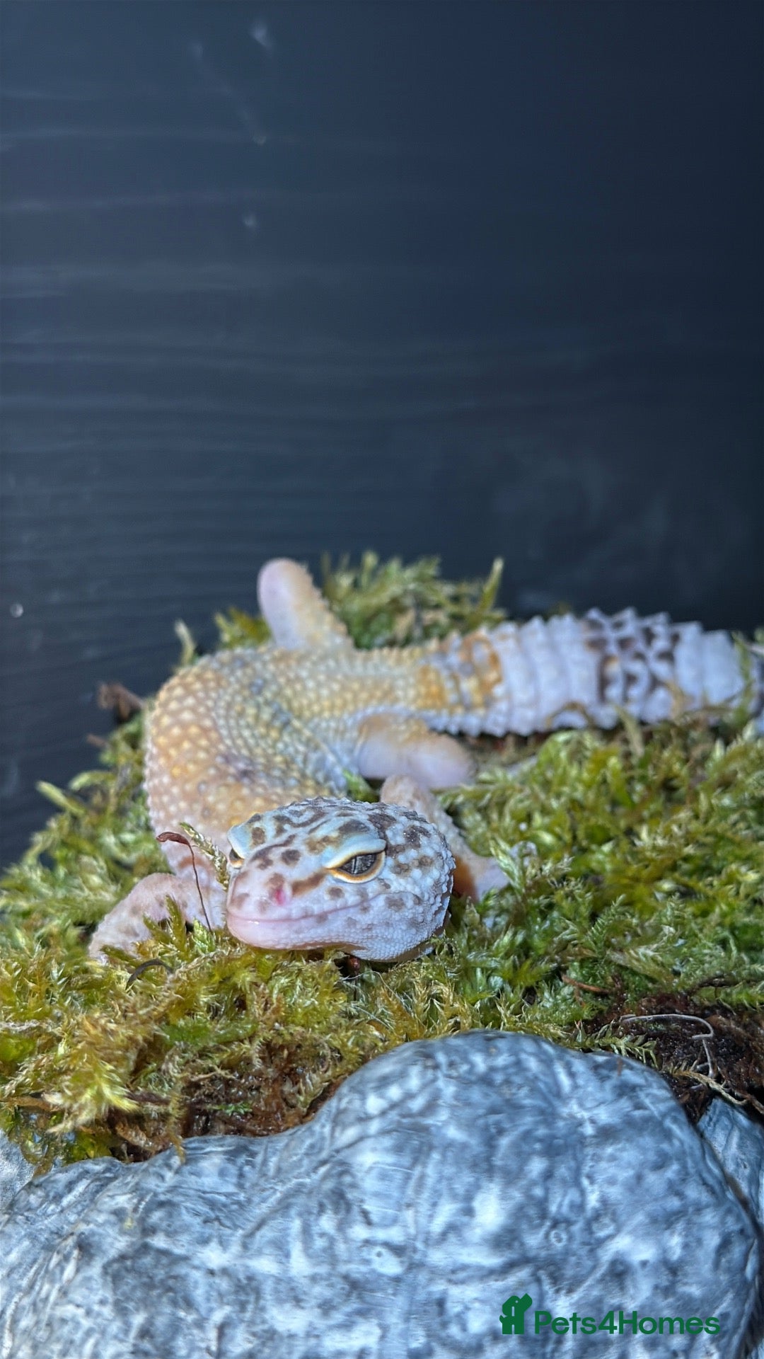 Leopard Gecko reptiles Albino Leopard gecko with small vivarium - Advert 1