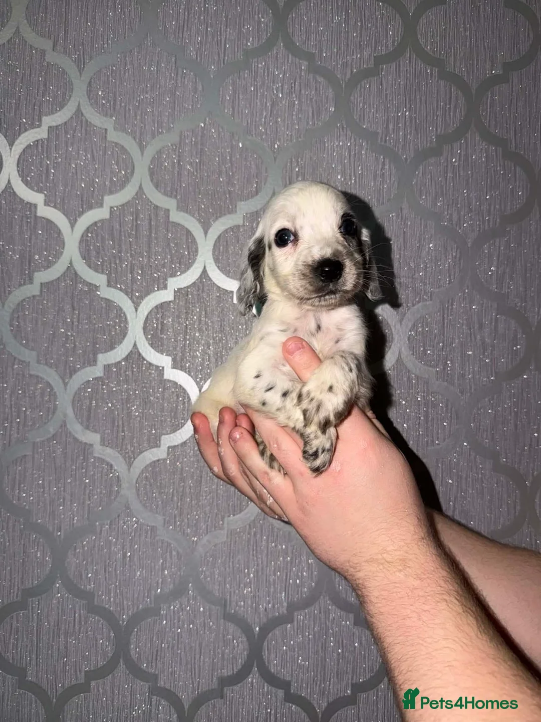 Cocker Spaniel dogs for sale: Beautiful cocker spaniel puppy’s for sale  - Advert 12