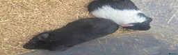 Guinea Pig rodents for sale: 2 young male guinea pigs for sale £30 pair  in Manchester - Advert 3