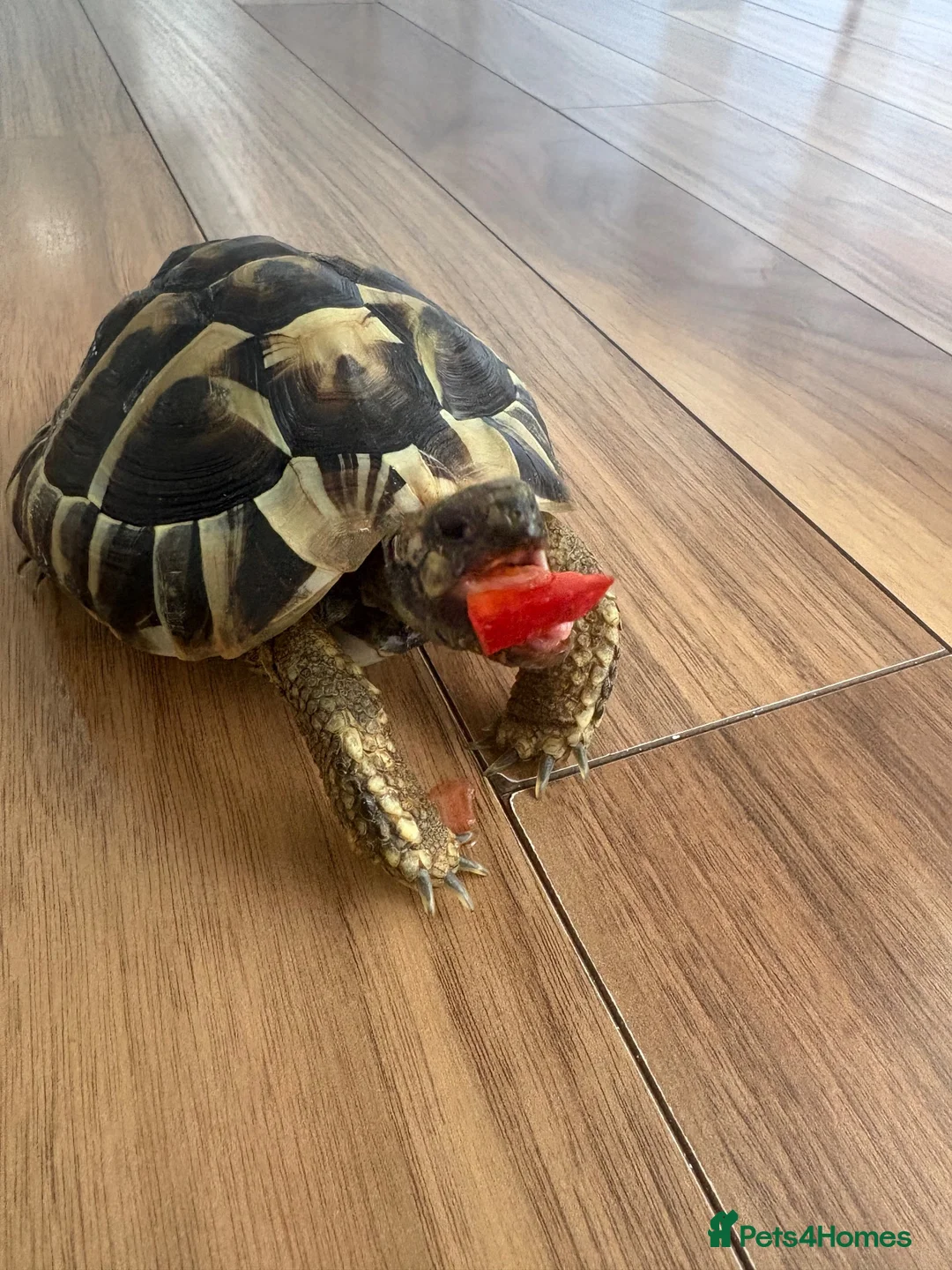 Hermann Tortoise reptiles for sale: Hermans tortoise in Shepperton - Advert 2