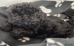 Shihpoo dogs for sale: Adorable shihpoo puppies - Image 7
