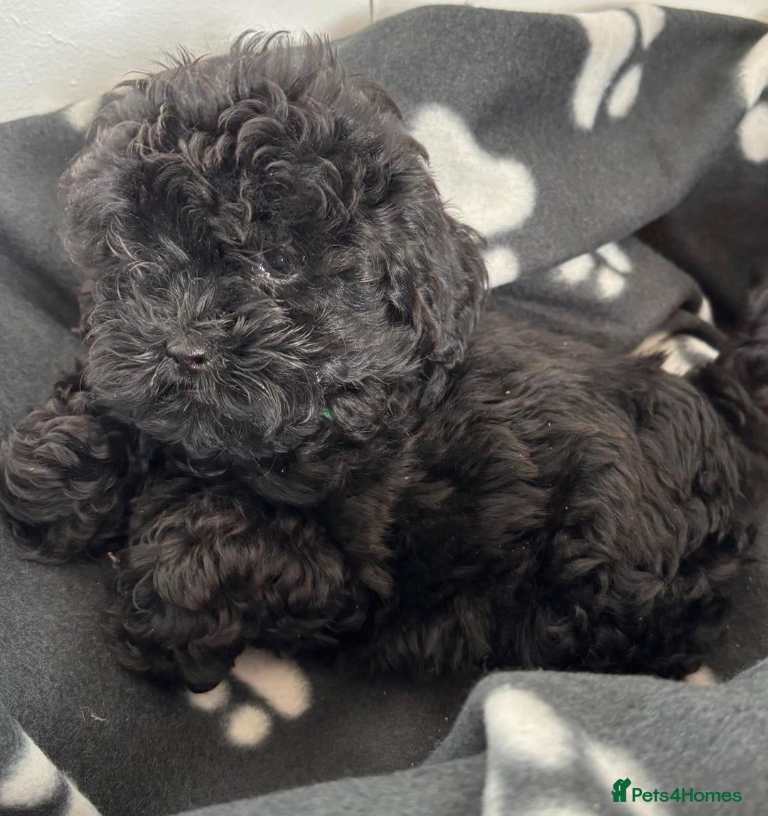 Shihpoo dogs for sale: Adorable shihpoo puppies - Image 7