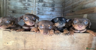 Mixed Breed dogs - Advert 7