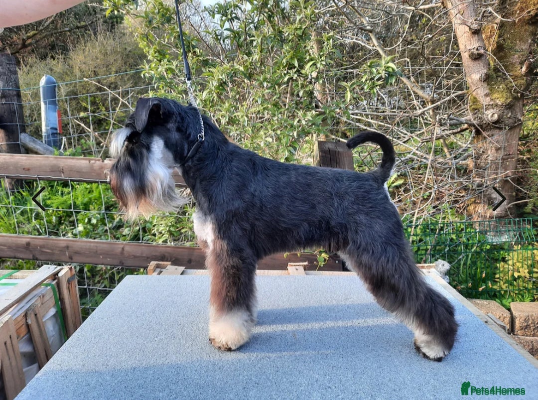 Miniature Schnauzer dogs for sale: KC miniature schnauzer puppies  - Image 21