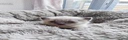 Mixed Breed cats for sale: 🐾READY NOW🐾 SPHYNX X RAGDOLL KITTENS 2 LEFT  - Advert 31