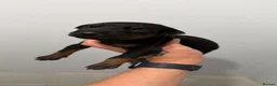 Mixed Breed dogs for sale: 15 Doberman Puppies - WORKING/SPORT HOMES!!! in North Shields - Advert 9