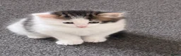 Norwegian Forest Cat cats for sale: Norwegian Forest Kittens - Advert 5