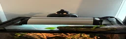 Gecko reptiles for sale: Gecko and enclosure  - Advert 4