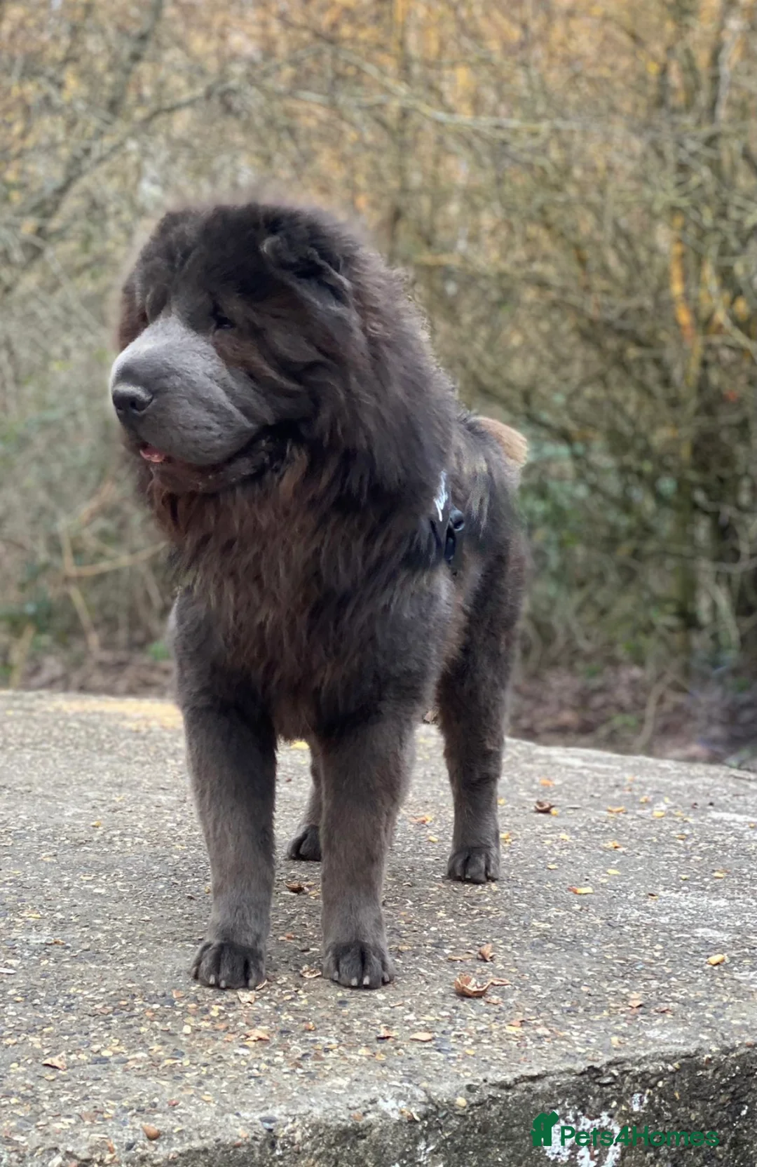 Shar Pei dogs for stud: BEST 🏆 Blue bear & chocolate & tan bear 🐻 in Hornchurch - Advert 7