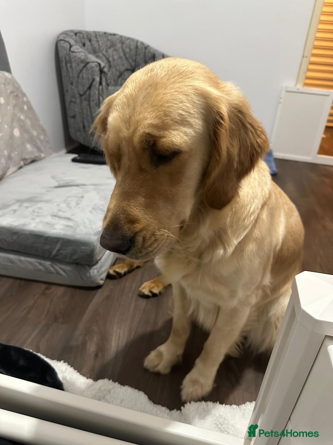 Golden Retriever dogs for sale: KC Golden Retriever Puppies - The Stranger Gang  - Advert 3