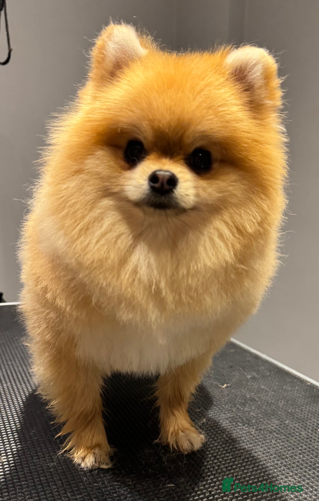 Pomeranian dogs for stud:  **  MICRO Size Champion lines Orange Pomeranian - Advert 1