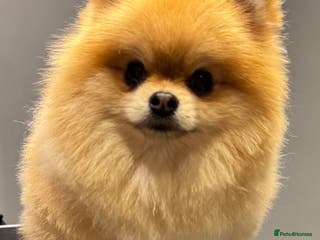 Pomeranian dogs MICRO Size Champion lines Orange Pomeranian - Advert 15