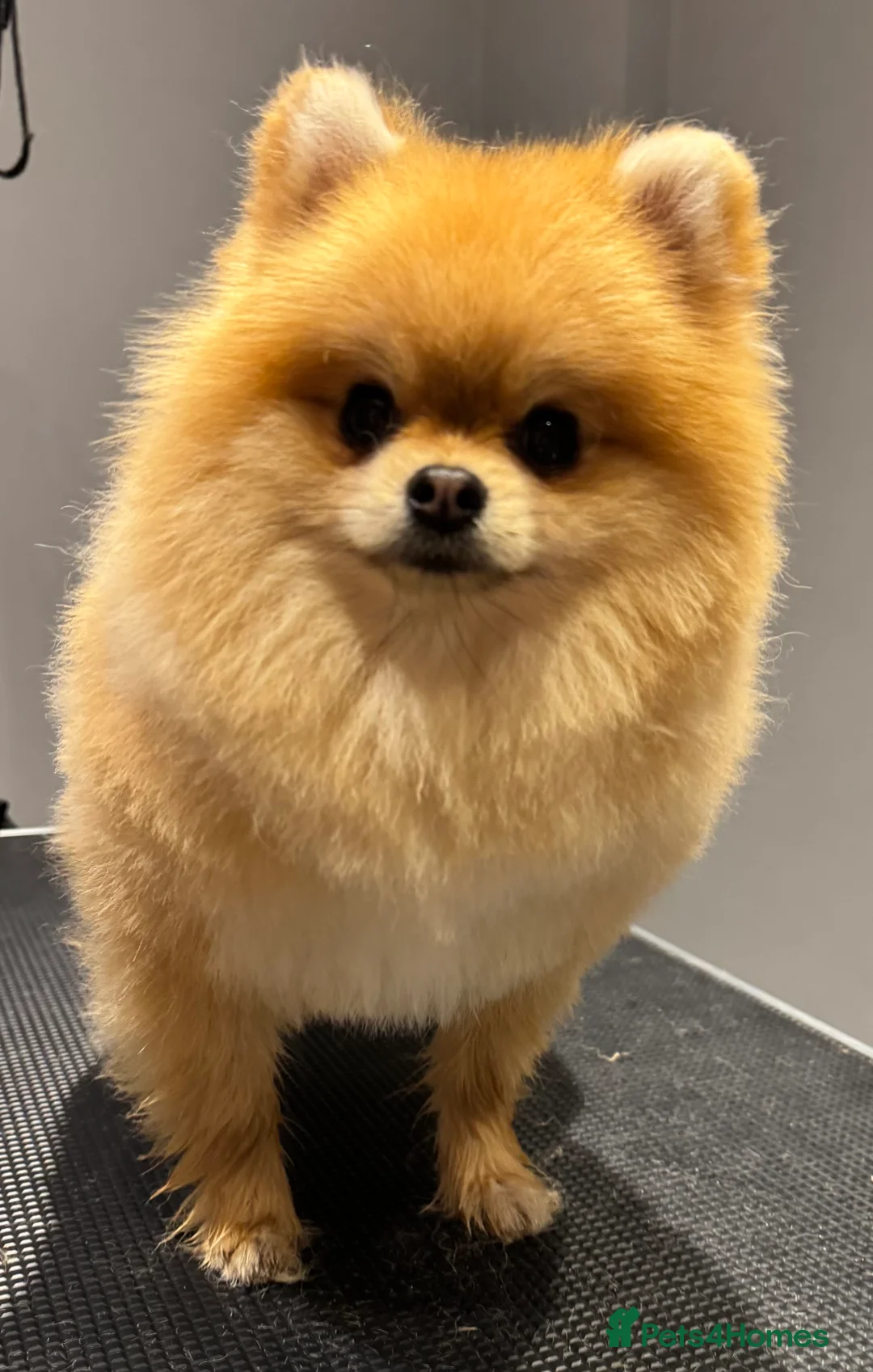 Pomeranian dogs for stud: MICRO Size Champion lines Orange Pomeranian - Advert 1