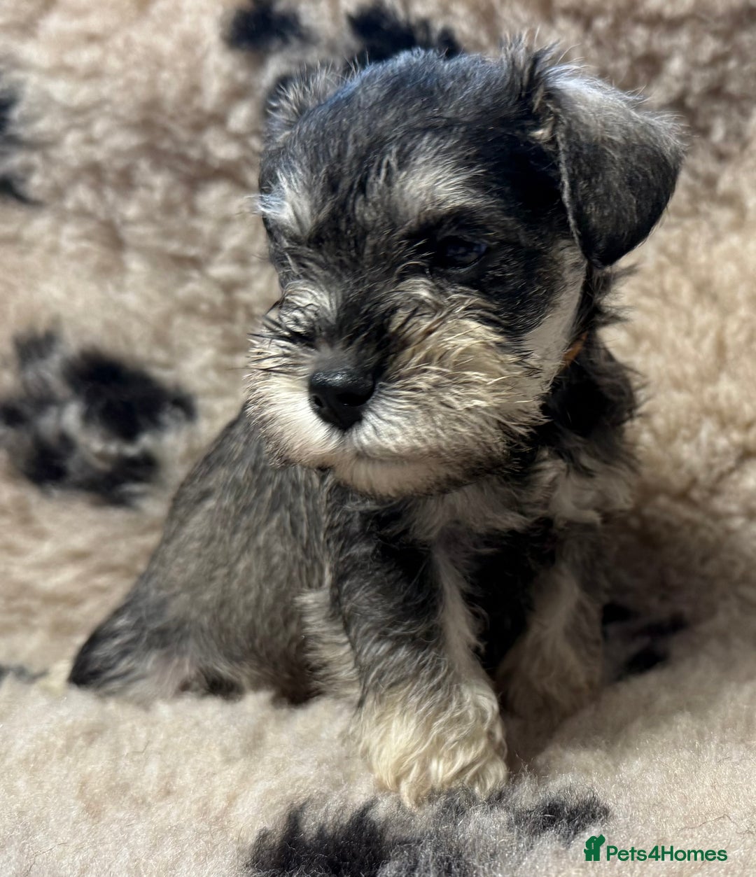 Miniature Schnauzer dogs for sale: Miniature schnauzers pups ready now ❤️ - Image 3