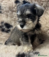 Miniature Schnauzer dogs - Advert 1