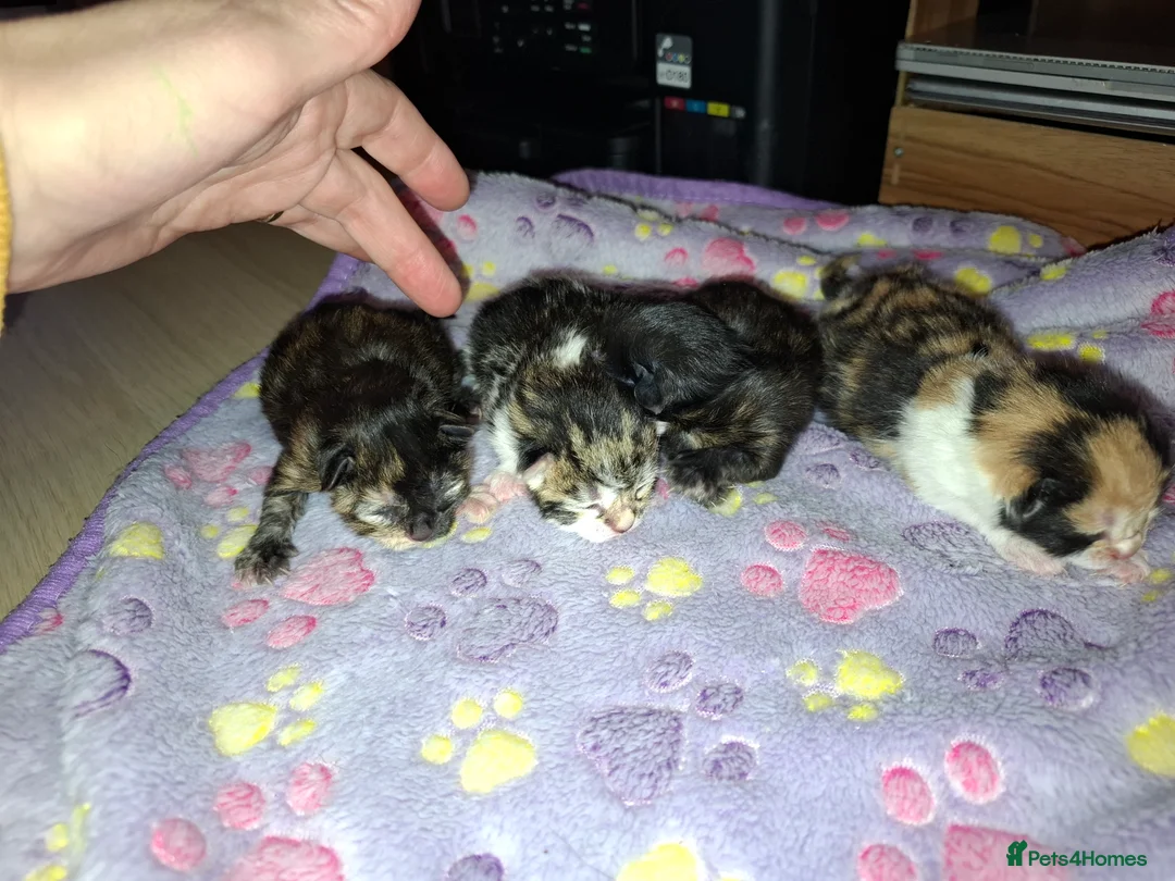 Mixed Breed cats for sale: Kittens  - Advert 2