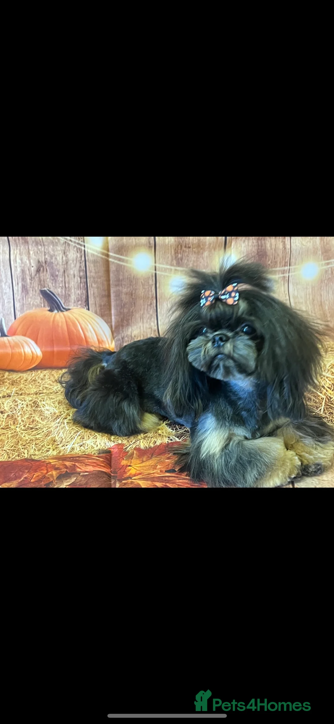 Shih Tzu dogs for stud: Stunning Black and Tan Philippines stud in Doncaster - Advert 3