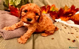 Mixed Breed dogs for sale: Cockapoo/Cavapoo Mix Puppies Available 10 Nov 25 - Image 18