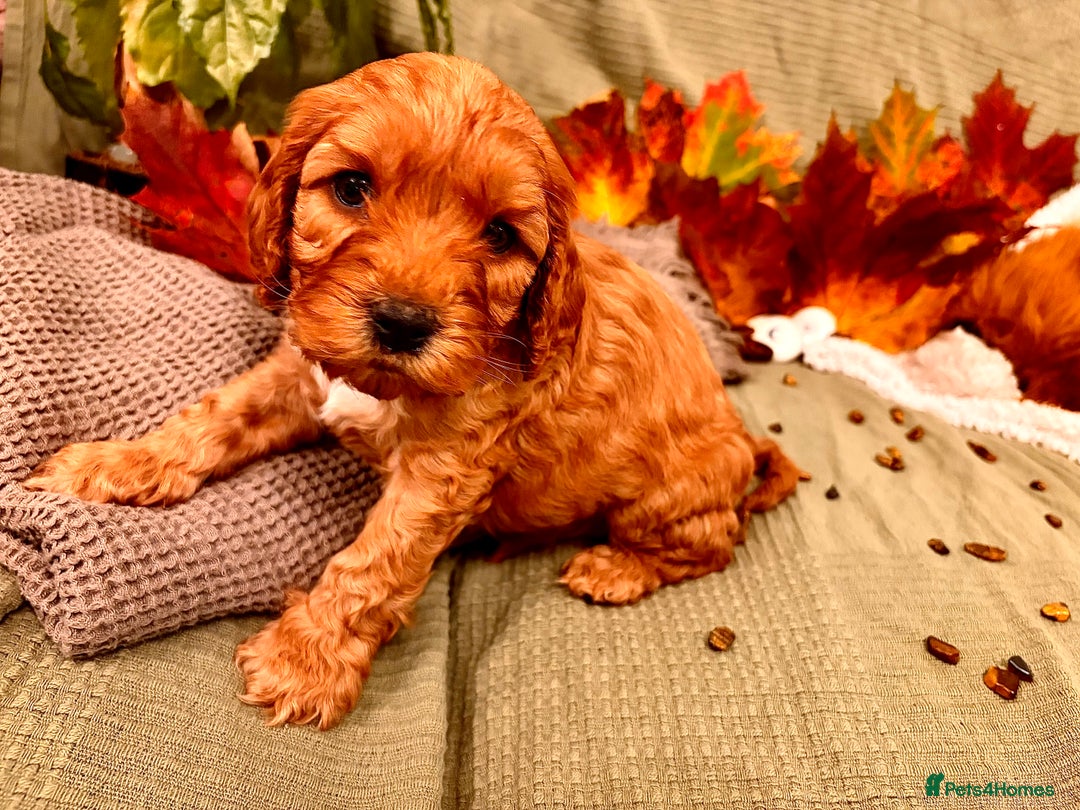 Mixed Breed dogs for sale: Cockapoo/Cavapoo Mix Puppies Available 10 Nov 25 - Image 18