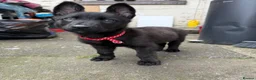 Belgian Shepherd Dog dogs for sale: Dutch shepherd  in Bolton - Advert 6