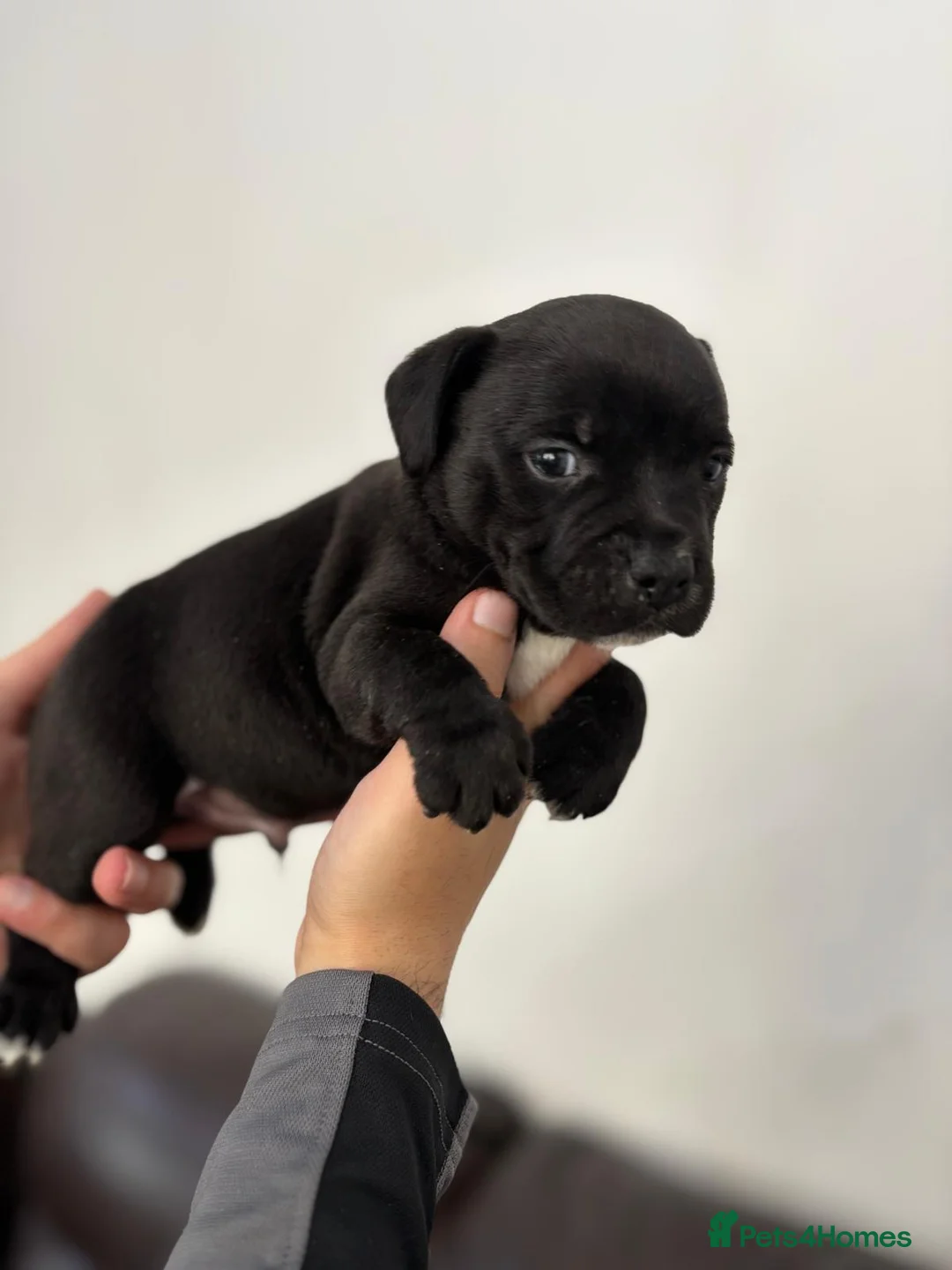 Staffordshire Bull Terrier dogs for sale: Adorable Black and blue kc staffy puppys  - Advert 2