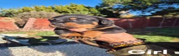 Rottweiler dogs for sale: rottweiler puppies - Advert 7