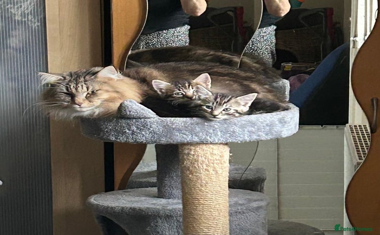 Norwegian Forest Cat cats - Advert 1