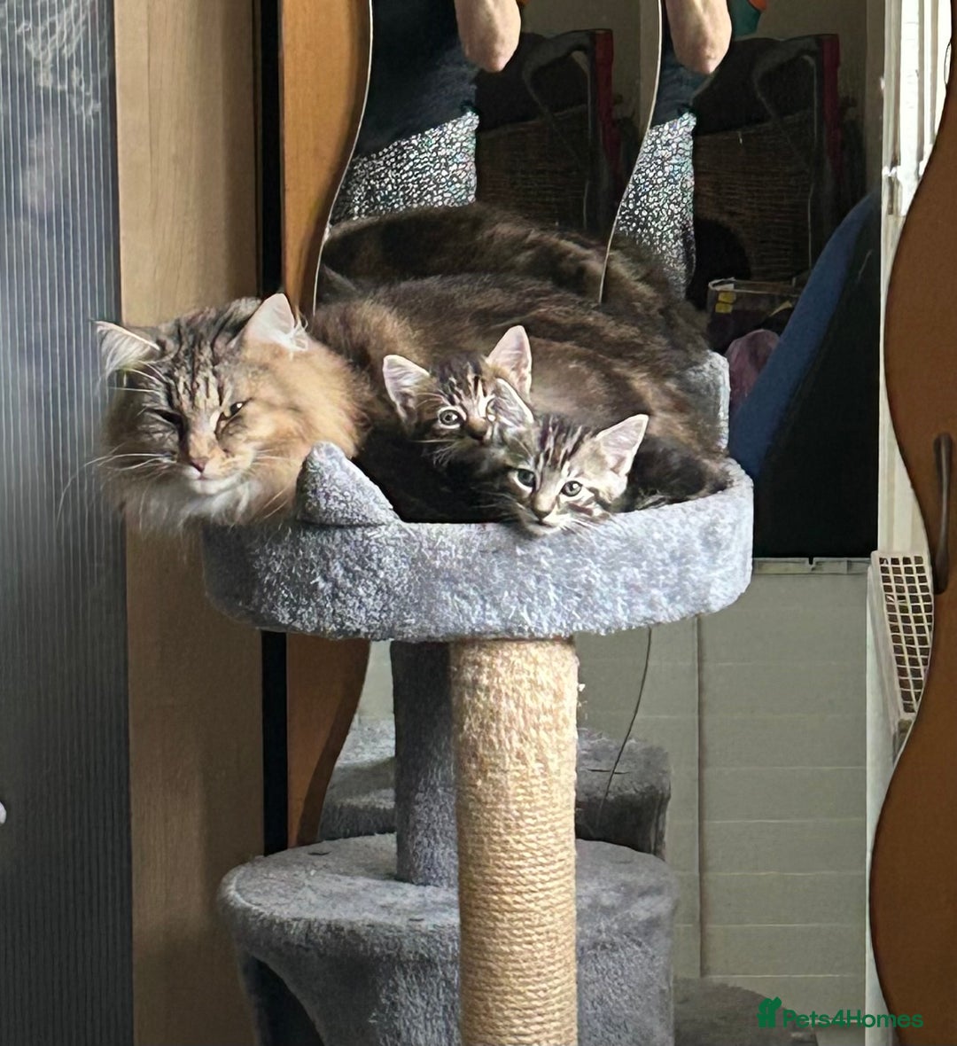 Norwegian Forest Cat cats for sale: Norwegian kittens x  - Image 1