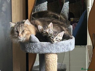 Norwegian Forest Cat cats - Advert 3