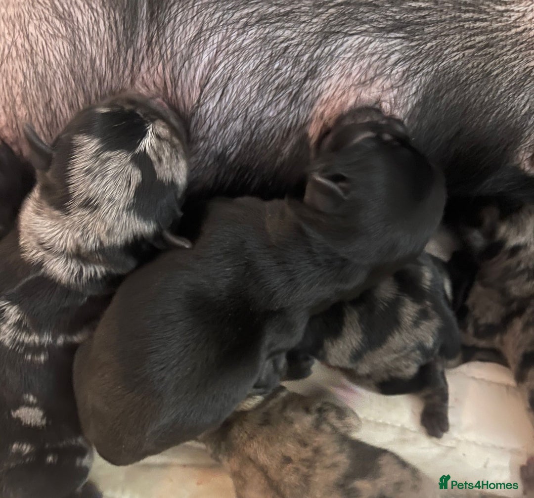 Pug dogs for stud: Merle n tan pug carrying fluffy & choc stud  in Harpenden - Advert 14