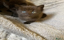 British Longhair cats for sale: 5 domestic/british fluffy longhair kittens  - Image 4