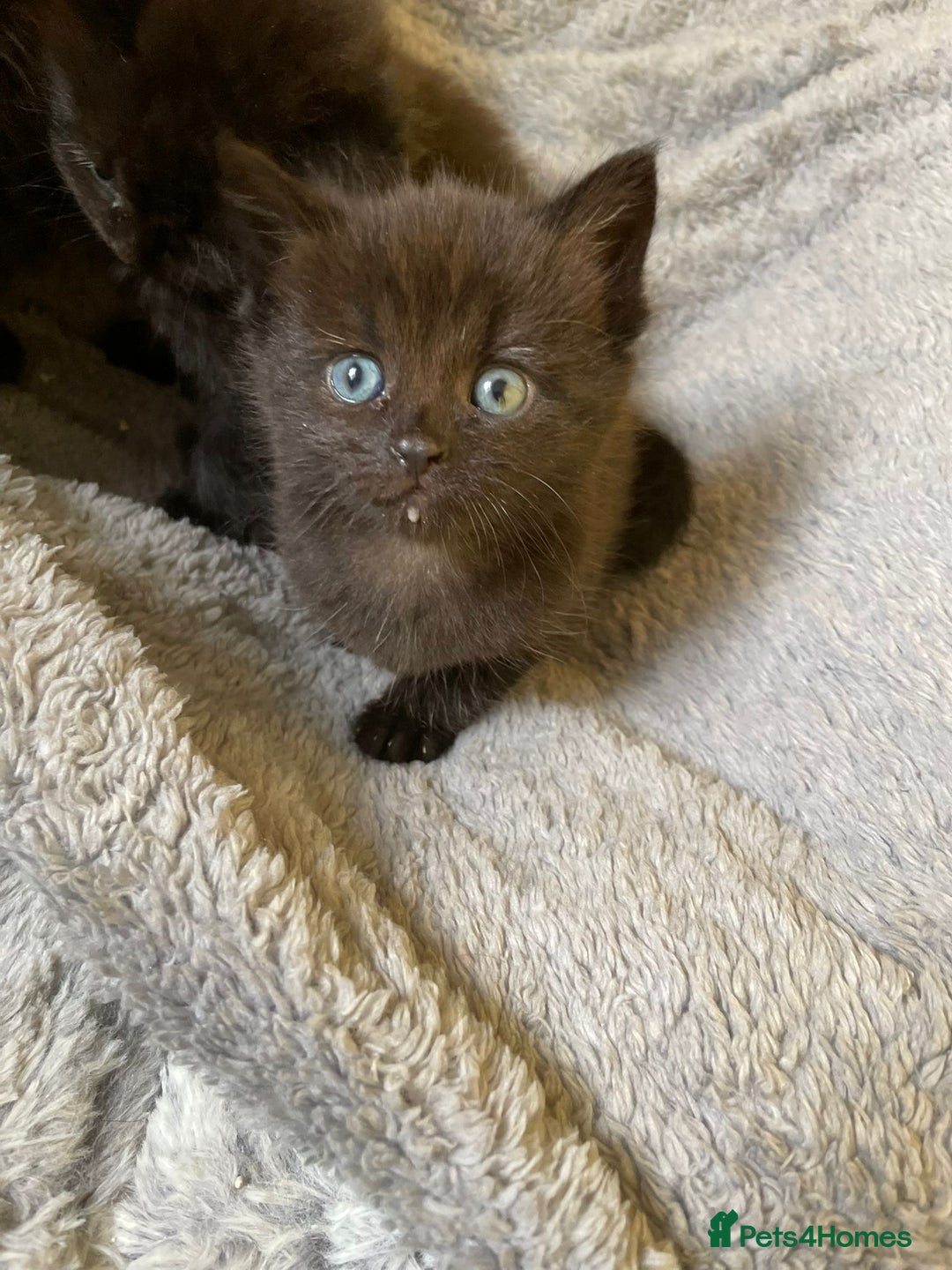 British Longhair cats for sale: 5 domestic/british fluffy longhair kittens  - Image 4