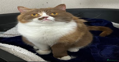 British Shorthair cats - Advert 4