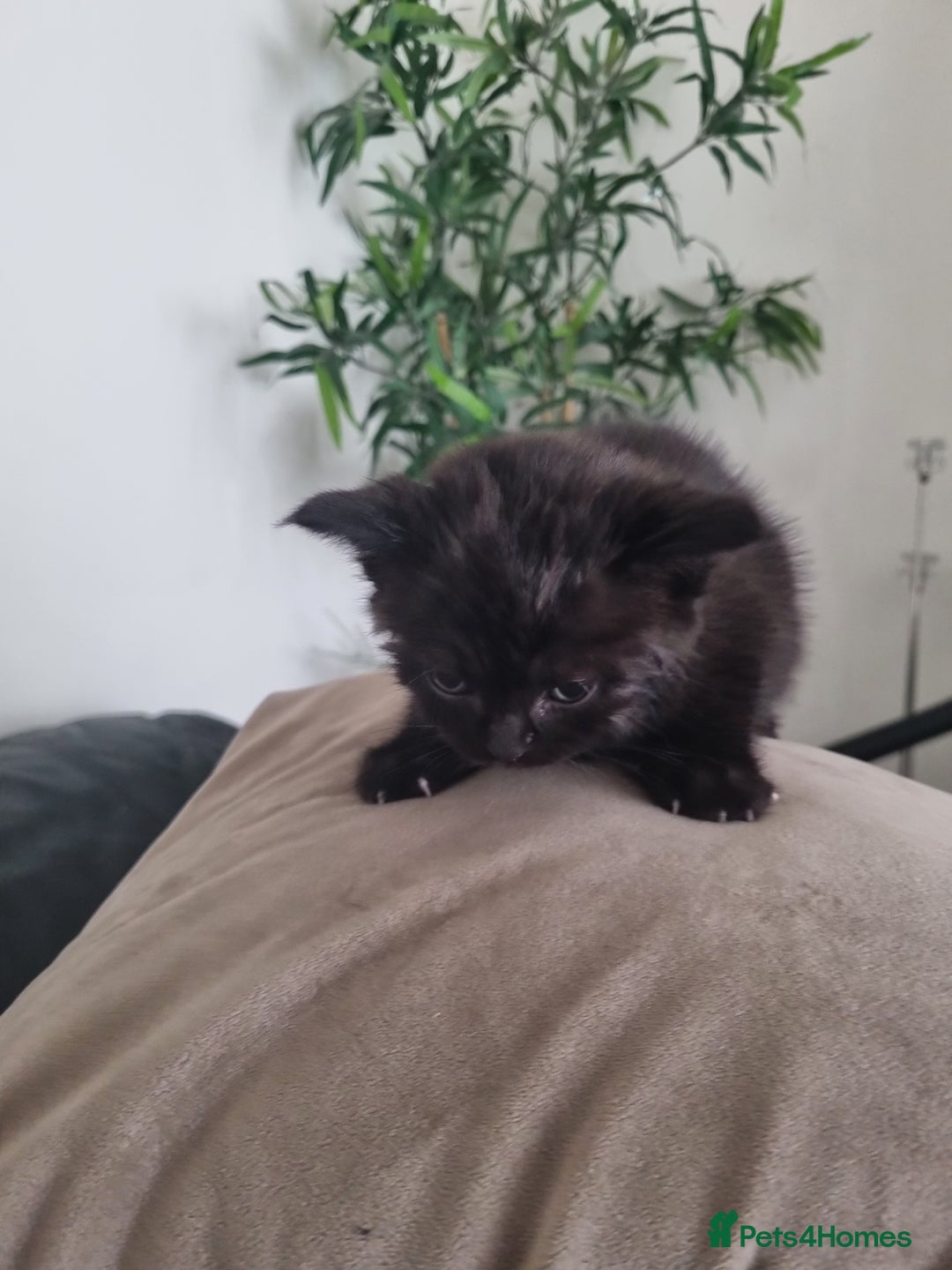 Mixed Breed cats for sale: Half british shorthair kittens - Image 4