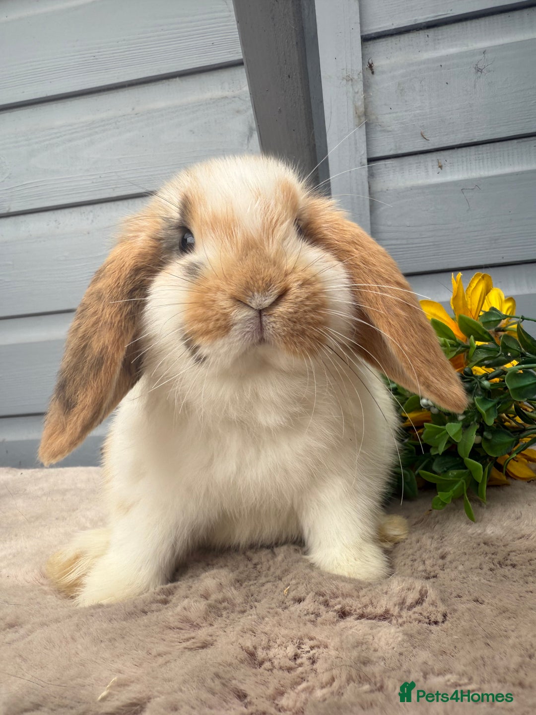 Mini Lop rabbits for sale: Stunning mini lop babies - Image 8