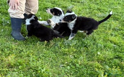 Border Collie dogs for sale: Border Collie Puppies  - Image 12