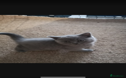 British Shorthair cats for sale: 1 left Stunning British shorthair kittens - Image 6