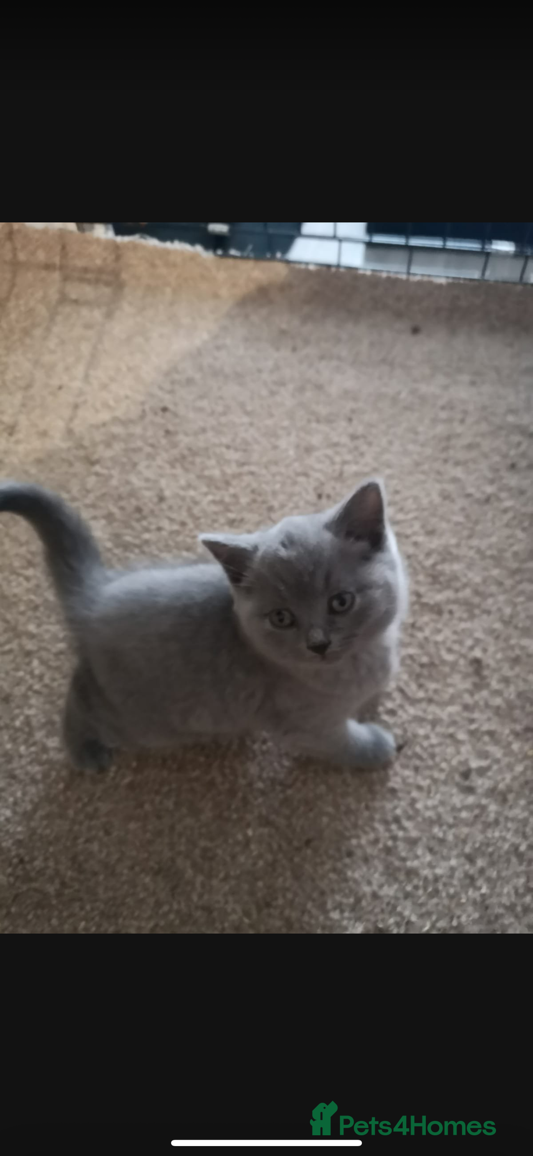 British Shorthair cats for sale: 1 left Stunning British shorthair kittens - Image 6
