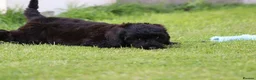 Cavapoo dogs for sale: Beautiful Cavapoo puppies for sale - Advert 34