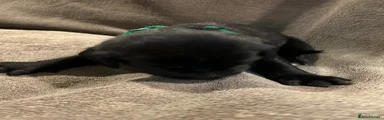 Springador 3